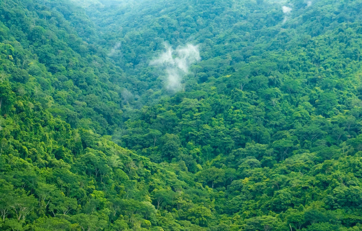 Dense green rainforest canopy seen from above.